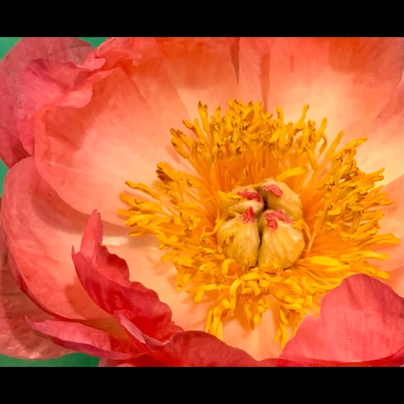 Meet your Posher, Janice - Picture 1 of 1